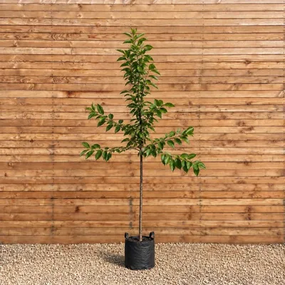 Produktbild von Süßkirsche 'Hedelfinger Riesenkirsche' 300-350 cm, Stammumfang 12-14 cm - Prunus Hochstamm