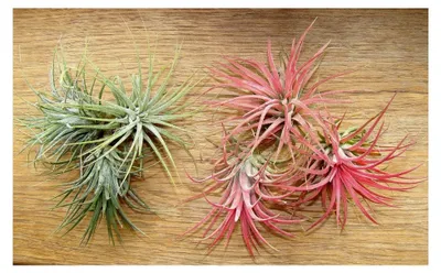 Produktbild von Tillandsia ionantha Mix (3 x rot, 3 x grün) - 6 Pflanzen