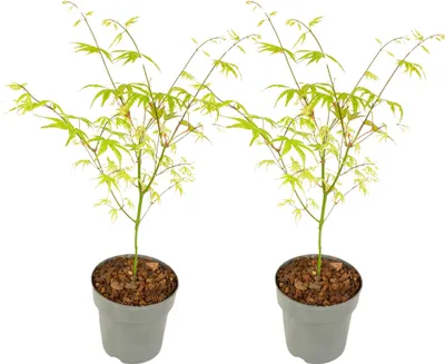 Zdjęcie produktu dla Klon japoński - 2 szt - Acer palmatum 'Ukigumo' - Wysokość 35-55cm - ⌀15cm