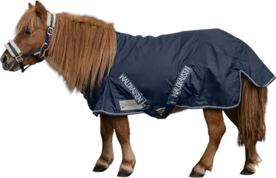 A small brown horse wearing a navy blue horse blanket and halter, shown from the side against a white background.