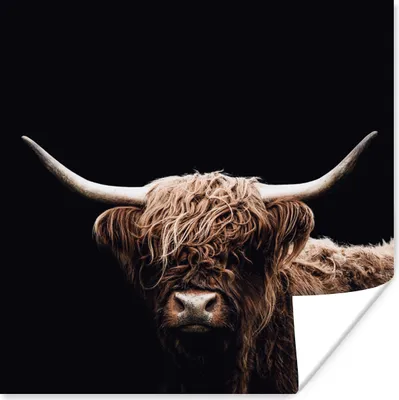 Produktbild von MuchoWow® Poster Schottischer Highlander - Schwarz - Horn 50x50 cm - Wohnzimmerdekoration