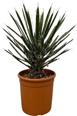 Immagine prodotto di Trendyplants - Yucca filifera 'Australis' - Pianta da giardino - Altezza 60-80 cm - Dimensione vaso Ø28cm
