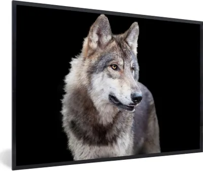 Produktbild von MuchoWow® Gerahmtes Poster Grauer Wildwolf 30x20 cm - Poster mit Schwarzem Bilderrahmen Wandposter Rahmen Foto Bilder - Kunstdruck - Bild-Poster