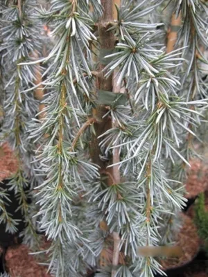 Produktbild von Cedrus libani Blue Fountain - Hängende Libanonzeder Blaue Fontäne