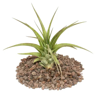 Produktbild von Tillandsia brachycaulos multiflora – große Pflanze als Einzelpflanze