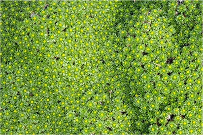 Produktbild von Stauden Gänge 10 x Azorella trifurcata 'Nana' - Adenpolster - Perfekte Bodenbedeckung im Kleinformat - Bienenfreundlich