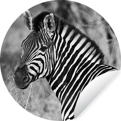 Produktbild von MuchoWow® Runde Wandtattoo - Wandsticker Tapete Aufkleber Zebra-Porträt Ø 50 cm Selbstklebend und Repositionierbar - Wandaufkleber - Kreis - Wand Kreis - Wand Bild - Foto Tapete - Selbstklebende - Wohnzimmerdekoration - Wand Dekoration - Kinderzimmer