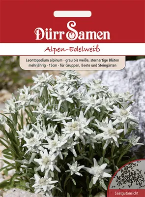 Produktbild von Dürr-Samen - Alpen-Edelweiß grau weiße sternartige Blüten mehrjährig - Saatgut - 1421