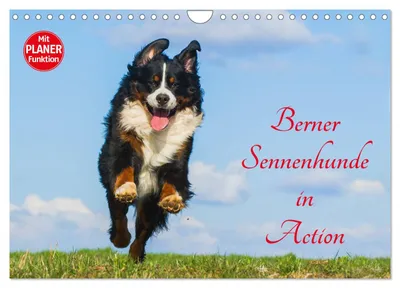 Produktbild von Berner Sennenhunde in Action (Wandkalender 2027 DIN A4 quer), CALVENDO Monatskalender