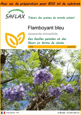 Image de SAFLAX Garden in the bag - Flamboyant bleu - 50 graines - Jacaranda