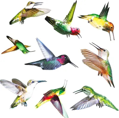 Produktbild von 8er Set Bunte Kolibri wiederverwendbare Fensteraufkleber zum Vogelschutz