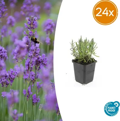 Immagine prodotto di Lavandula ang. 'Munstead' | 24 pezzi - 10-25cm - Ø9cm - Pianta da giardino
