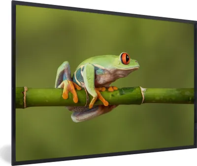Produktbild von MuchoWow® MuchoWow® Gerahmtes Poster Rotäugiger Quecksilberfrosch auf Bambus 60x40 cm - Poster mit zchwarzem Bilderrahmen - Printing - Wanddeko Schlafzimmer