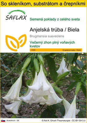 Obrázok produktu pre SAFLAX Kultivačný set - Anjelská trúba / Biela - Brugmansia suaveolens - 10 Semená - S mini skleníkom, pestovateľským substrátom a 2 črepníkmi