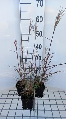 Produktbild von 6 x Miscanthus sin. 'Aperitif' - Chinaschilf Aperitif - Topf 9 x 9 cm