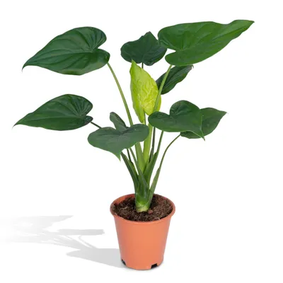 Produktbild von Meergroothandel Alocasia Cucullata (Elefantenohr) - 55 cm, Ø19 cm