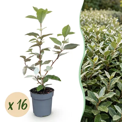 Produktbild von Eleagnus ebbingei Compacta - Ölweide - Heckenpflanzen - Immergrün - Grau - Winterhart - Pflegeleicht - 16 Pflanzen - Topf Ø 9 cm - Höhe 25-35 cm