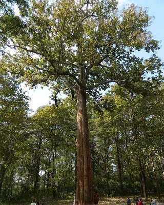 Produktbild von Teak (Tectona grandis) - 5 Samen