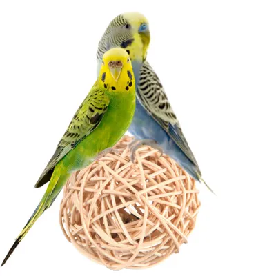 Image de Boule en osier naturel Large - jouet pour les pattes 14cm