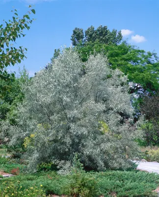 Produktbild von Elaeagnus angustifolia, schmalblättrige Ölweide, 80–100 cm