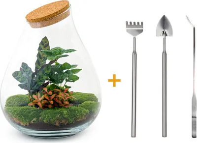 Produktbild von Diy Terrarium - Tropfen Xl Rood - ↕ 37 Cm