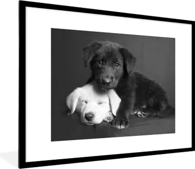 Produktbild von MuchoWow® Gerahmtes Poster Hunde - Welpe - Schwarz - Weiß - Tiere 80x60 cm - Poster mit Schwarzem Bilderrahmen Wandposter Rahmen Foto Bilder - Schlafzimmer-Dekorationen - Fotoposter