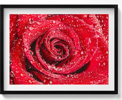 Produktbild von Rose auf roten Rosenblättern– Wandbild mit Rahmen – Gerahmtes Bild  – Wanddekoration – 80x60 cm –  Schwarz Rahmen