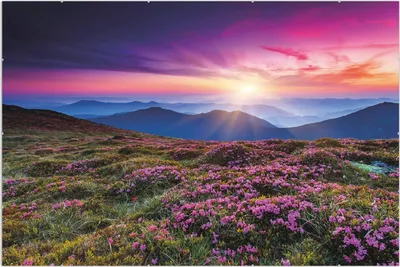 Produktbild von Wallario Wandbild Blumenbedeckte Wiese bei Sonnenuntergang, Größe: 61 x 91,5 cm, Poster mit rahmenlosen Bildhalter