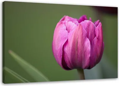 Produktbild von Leinwandbild lila tulpenblüte 120x80 cm Feeby lila wandbild bereit zum aufhängen