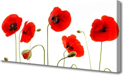 Produktbild von Tulup Leinwand-Bilder 125x50 Wandbild Canvas Kunstdruck Mohnblumen Pflanzen
