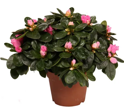Produktbild von Rhododendron Flandresse pink Indische Azallee