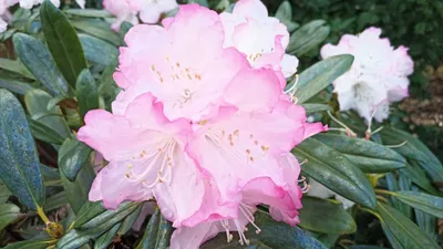 Produktbild von Rhododendron degronianum - Wild Rhododendron - 40-50cm