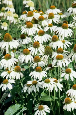 Produktbild von Echinacea purpurea 'Avalanche', Sonnenhut, weiß, ca. 11x11 cm Topf