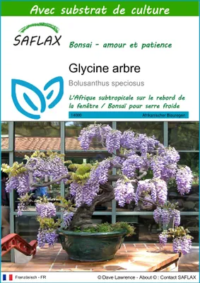 Image de SAFLAX  - Glycine arbre - 15 graines - Avec substrat - Bolusanthus