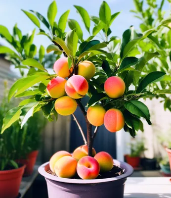 Produktbild von BALDUR Garten Mini-Pfirsichbaum 'Suncrest',1 Pflanze, selbstfruchtendes & kompaktes Bäumchen, süß-saftige aromatische Pfirsiche, ideal für Balkon, Terrasse & Garten, pflegeleicht