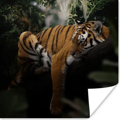 Produktbild von MuchoWow® Poster Tiere - Tiger - Dschungel 100x100 cm - Babyzimmer