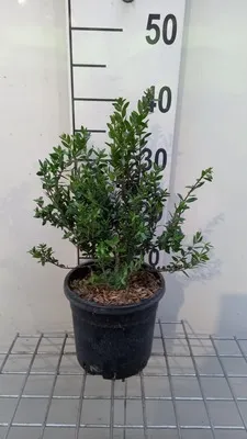 Produktbild von Myrtus communis - Echte Myrte 30- 40 cm - Container
