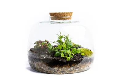 Obrázok produktu pre Gardners Sklenená nádoba SCILLA s korkovou zátkou, 22x30 cm - vysadená s vlhkosťou