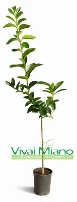 Immagine prodotto di Pianta di Lime