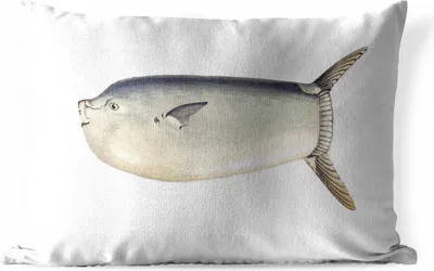 Produktbild von MuchoWow® Outdoor Kissen - Fische - Realismus - Mondfisch - 60x40 cm - Wetterfest - Lounge Kissen - Zierkissen - Kissen für Innenräume