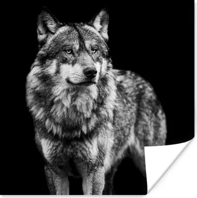 Produktbild von MuchoWow® Poster Wolf - Tiere - Wild - Schwarz - Weiß 75x75 cm - Wand Dekoration