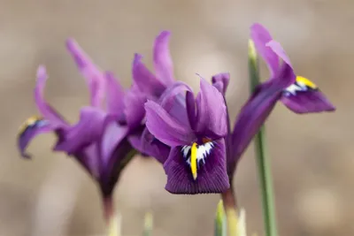 Produktbild von Iris reticulata 'J.S.Dijt', Netzblatt-Iris, violett, ca. 9x9 cm Topf