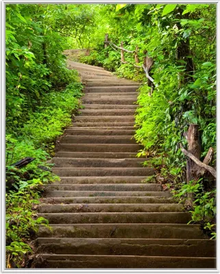 Produktbild von Wallario Wandbild Steintreppe im Wald, Größe: 40,30 x 50,30 cm, Poster mit weißem Aluminiumrahmen