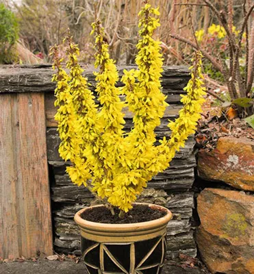 Produktbild von Goldglöckchen ´NIMBUS´ 30-40 cm, Cont. 2,5 l