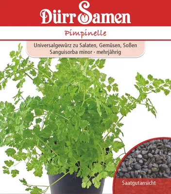 Produktbild von Pimpinelle | Pimpinellensamen von Dürr Samen [MHD 12/2025]