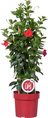 Zdjęcie produktu dla Bloomique - Mandevilla Sundaville - Jaśmin chilijski - Czerwony - Rośliny ogrodowe - Wysokość 70-90 cm - Doniczka 19 cm