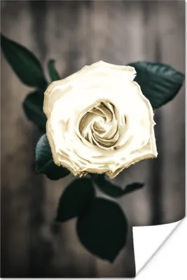 Produktbild von MuchoWow® Poster Blume - Weiß - Grau 120x180 cm - Kunstposter