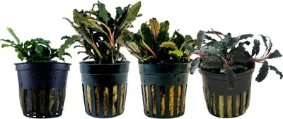 Produktbild von Bucephalandra Set mit 4 Pflanzen Aquariumpflanzen Wasserpflanzen AquaOne Set 243