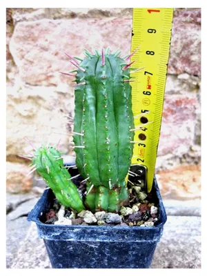 Produktbild von Euphorbia ferox caespitosa 8 cm, Kaktus, Sukkulente