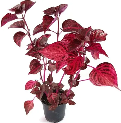 Produktbild von Fangblatt - Iresine herbstii - Blutblatt mit auffälliger rot/pinker Blattfärbung - Eyecatcher und pflegeleichte Zimmerpflanze im Ø 9 cm Topf
